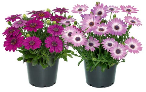 DECOALIVE Flores Naturales Dimorfoteca Pack de 2 Unidades de Plantas en Maceta