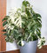 100 semi di monstera verde bianca