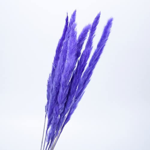 YIWOYI Getrocknetes Pampasgras, Dekoration, klein, Bulrush, natürlich, klein, getrocknete Blumen, Pampasgras, Phragmiten, Pflanzen für Hochzeitsdekoration (lila)