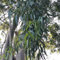 50 pcs zitroneneukalyptus pflanze samen, Zitronen - Eukalyptus, bäume kaufen, pflanze (Eucalyptus citriodora) winterharte stauden mehrjährig, blumengarten topfpflanzen echt, gartensamen