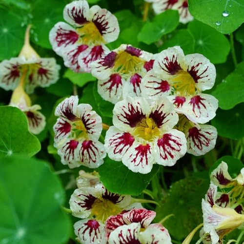 kapuzinerkresse rankend - winterhart kletterpflanzen mehrjährig garten deko 550samen