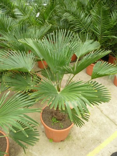 Seedeo Hanfpalme Trachycarpus wagnerianus 8 Samen