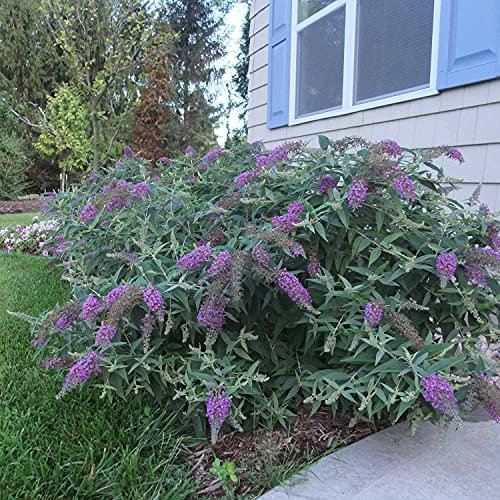 Zwerg-Schmetterlingsflieder Purple Chip - Sommerflieder (Buddleja) Pflanze in lila, blau halbschattig und winterhart - Flieder-Strauch von Garten Schlüter