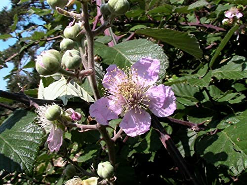 100 Semillas de Zarzamora (Rubus Ulmifolius)