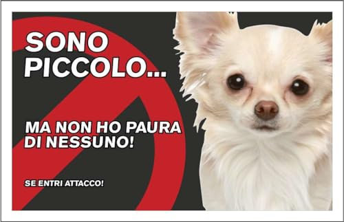 M-ITALY CARTELLO SEGNALETICO - attenti al cane chihuahua, sono piccolo ma non ho paura - Adesivo Extra Resistente, Pannello in Forex, Pannello In Alluminio (30x42, Adesivo)