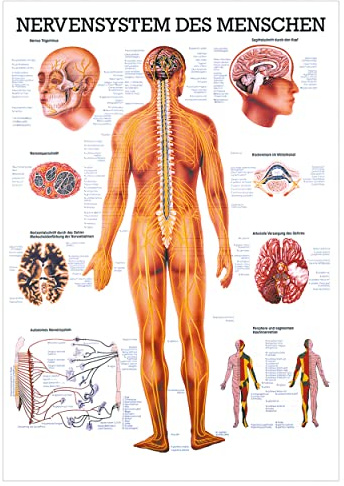 Sport-Tec Das Nervensystem Lehrtafel Anatomie 100x70 cm medizinische Lehrmittel