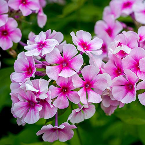 Phlox Paniculata 'Bright Eyes' - Vibrant Pink Flowers with Eye-Catching White Centers - Long-Lasting Blooms, Ideal for Summer Gardens and Borders - 1X 1 Litre Pot by Thompson and Morgan
