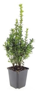 Boj ordinario – Buxus Sempervirens – 10 – 25 cm – 9 cm de diámetro – 12 unidades