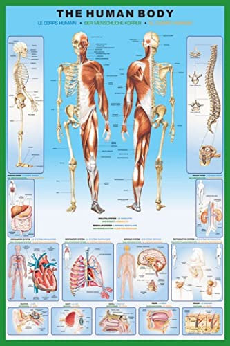 Fun - Poster Human Body