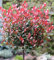 Hochstamm Glanzmispel Red Robin 40-60cm - Photinia fraseri