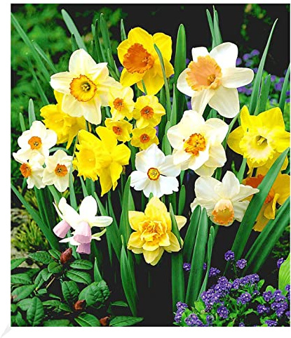 BALDUR Garten 45er 100 Tage-Narzissen-Mix, Zwiebeln mit Umfang 12-14 cm | Narcissus, Osterglocken, Blumenzwiebeln, mehrjährig, pflegeleicht, blühend, Dauerblüher, Schnittblume