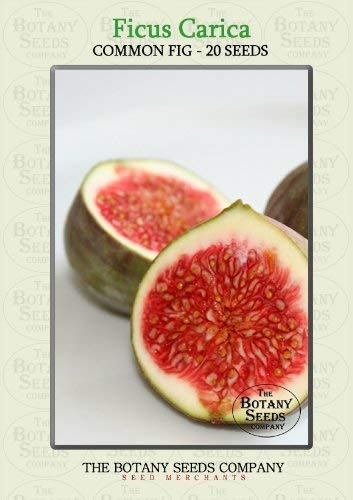 Ficus Carica (20) Saatgut - Echte Feige Samen [Common Fig Fruit Tree]