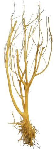 Courtieyeardceastea Arbre naturel en bois flotté pour aquarium Mikie Deadwood Paysage Poids facile à nettoyer Petite branche Poisson Terrarium Décor Grand
