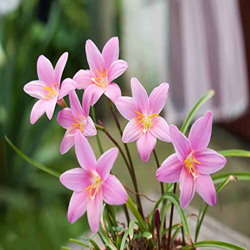 2 Stück Zephyranthes candida zwiebeln winterharte stauden mehrjährig geschenke für hobbygärtner balkonpflanzen blumenzwiebeln frühblüher blumen balkon pflanzen anzucht