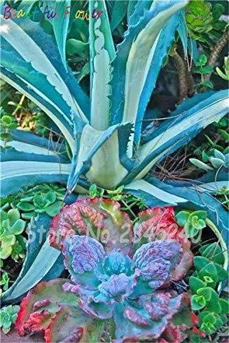Bloom Green Co. 100 Stück/Sacchetto Semi di Aloe Kaktus Agave, Piante succulente Seltene Bonsai Semi Agave-Americana Vaso Agave Piante per Il Giardino Domestico: 16