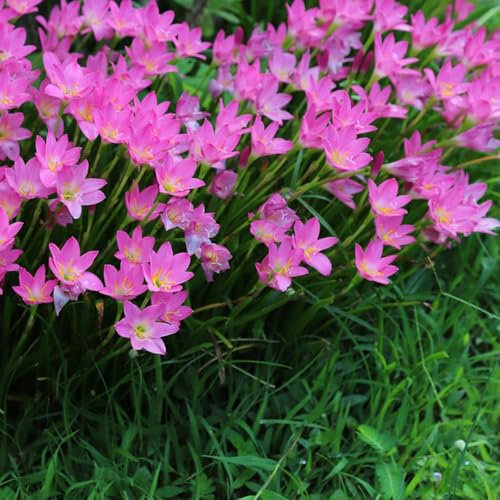 Zephyranthes zwiebeln winterlinge zwiebeln winterhart mehrjährig winterfeste pflanzen für garten zimmerpflanze bonsai topf zimmerpflanzen blumenzwiebeln zwiebel frühblüher wildblumen 4pcs