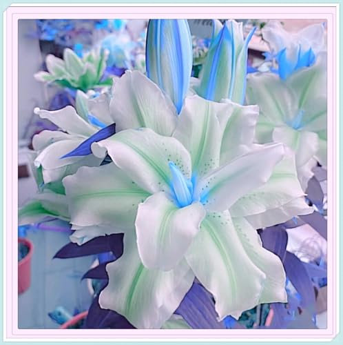 Lilium Candidum bulbi,Profumato,piante erbacee perenni,Giglio bulbi,Perfetto per le vacanze,Da piantare in giardino,lilium bulbi giganti(Steli grandi,senza semi,non artificiali)-10bulbi-L
