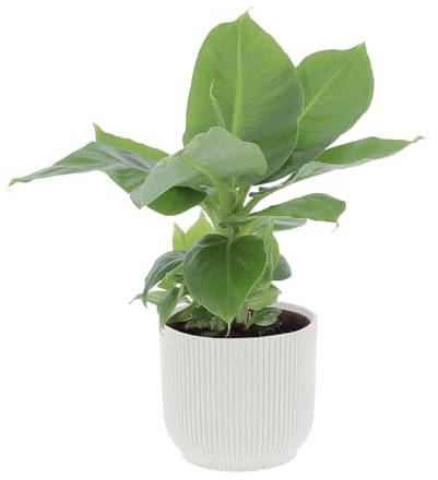 KENTIS - Musa Acuminata Dwarf Cavendish - Banano Pianta Vera - Altezza 25-35 cm e Vaso Ø 13 cm