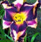ChinaMarket 100 Stück Hybrid Taglilie Samen Hemerocallis Blau Lily Indoor Bonsai Samen Pflanze