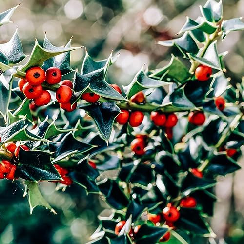 WJKWY-Q 120 pcs stechpalme Pflanze samen - Dekoration Wohnzimmer dekopflanzen pflanzendeko,Ilex aquifolium, Plants Garten Geschenke für Frauen Seed luftreinigende zimmerpflanzen pflanztöpfe