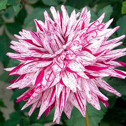 20 Stück Echte Dahlie Blumendahlie Samen (nicht Dahlienzwiebeln), Symbolisiert Mut und Glück, ausdauernde Bonsai Blumensamen Hausgarten 10