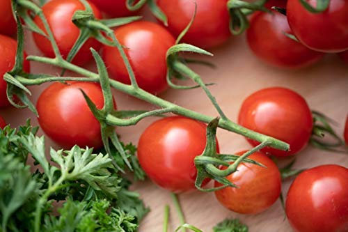 Tomato Plants, 'Tumbling Tom Red', 6 x Plug Plant Pack, Tomato Plants Ready to Plant, Cherry Tomatoes, Garden Ready and Ready to Plant, Premium Quality Tomatoes