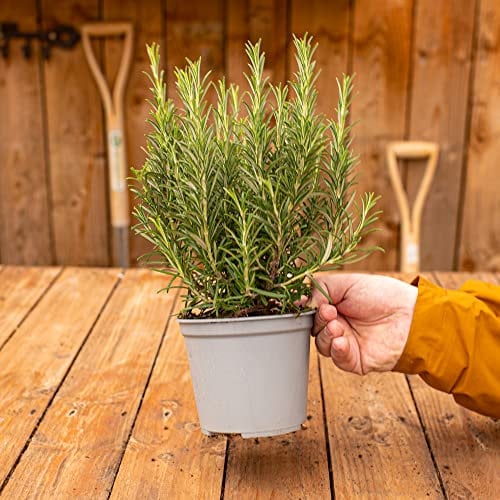 Buisson de Romarin - Herbe Aromatique | Plante Potagère | Plante Fraîche à Cuisiner Facile à Cultiver (14cm Pot)
