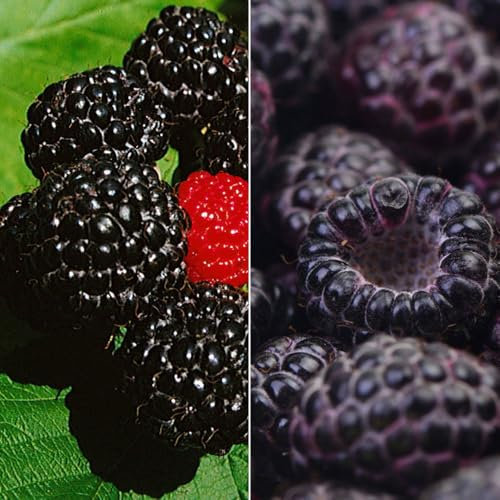 Himbeer-Set 'Dunkle Früchtchen', 4er-Set, Topf je 2 Liter