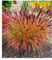 BALDUR Garten Chinaschilf Red Chief 1 Pflanze, Miscanthus sinensis winterharte Staude, Chinagras, trockenresistent, mehrjährig, Wasserbedarf gering, für Standort in der Sonne geeignet, blühend