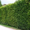 15 Thuja Brabant 60-80 cm frisch vom Feld Gartenhecke Heckenpflanzen Immergrüner Lebensbaum Wurzelware