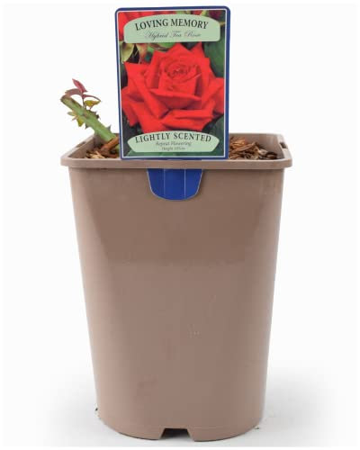 Beautiful Loving Memory Hybrid Tea Rose Plant – Live Plant Gift in A 5.5 Litre Recyclable Nursery Pot. These are Real, Living, British Grown, Garden Ready, Indoor or Outdoor Flowers