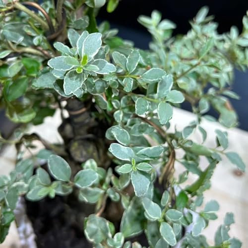400 pz Semi di siepe di ligustro - Ligustrum lucidum - vaso bonsai piante rare Ligustrum lucido Regalo di semi di piante, piante resistenti Arbusti a crescita rapida come schermi per