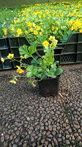 Bodendecker Waldsteinia ternata Golderdbeere 50 St.