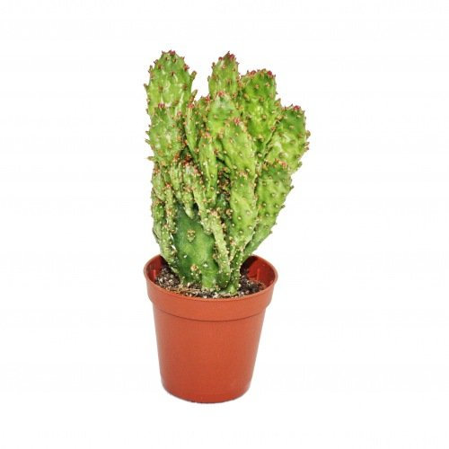 Opuntia monacantha variegata - Planta de tamaño mediano en la parte superior de 8,5 cm