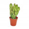 Opuntia monacantha variegata - Planta de tamaño mediano en la parte superior de 8,5 cm