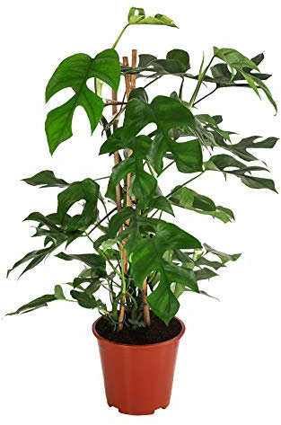 Dehner Fensterblatt Monstera minima, Rhaphidophora tetrasperma, tiefe Blattschlitze, ca. 70-75 cm, Ø Topf 19 cm, Zimmerpflanze