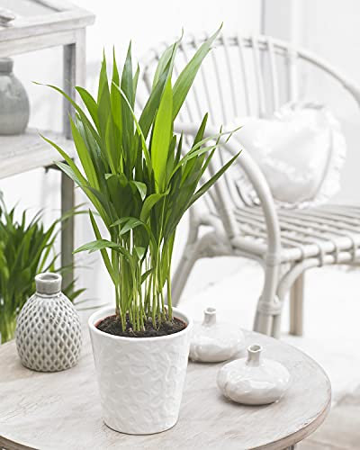 Dypsis Lutescens Areca Palme Tropische Zimmerpflanze | im 13cm Topf