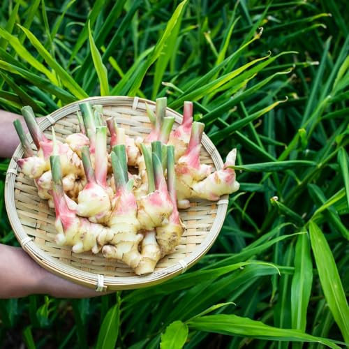 30 pcs Ingwer pflanzen samen bio saatgut heilkräuter kräuter dachbegrünung hochbeet balkon topfpflanzen draußen winterhart wildkräuter exotische zimmerpflanze gemüsebeet kräutersamen