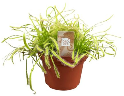 Drosera Capensis - 17cm - Ø12cm - Pianta d'appartamento - Sempreverde