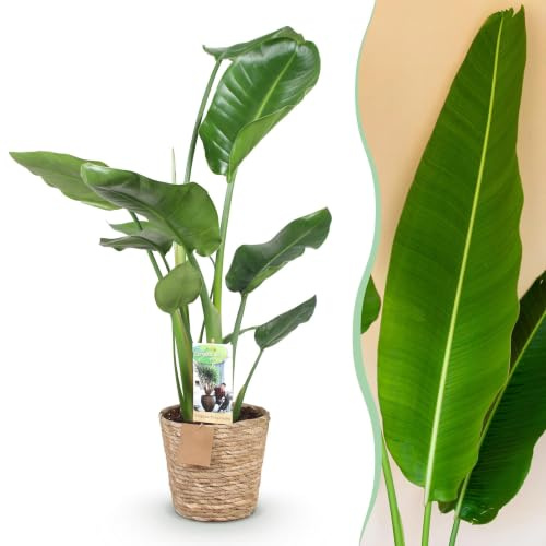 Green boutiQ - Plantes d'intérieur - Strelitzia Nicolai - Fleur de paradis - Peu d'entretien - avec panier - Vert - 1 Plante - Pot 17cm - Hauteur 70-90cm