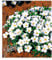 BALDUR Garten Bodendecker winterharte Bergsandblume, 3 Pflanzen Arenaria montana Sandkraut Steingarten, Polsterstaude, Bodendecker, winterharte Stauden mehrjährig, blühend
