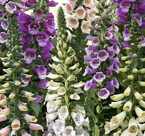 Pack x6 'Foxglove 'Dalmation Mixed' Digitalis (LARGE) Plug Plants