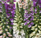 Pack x6 'Foxglove 'Dalmation Mixed' Digitalis (LARGE) Plug Plants