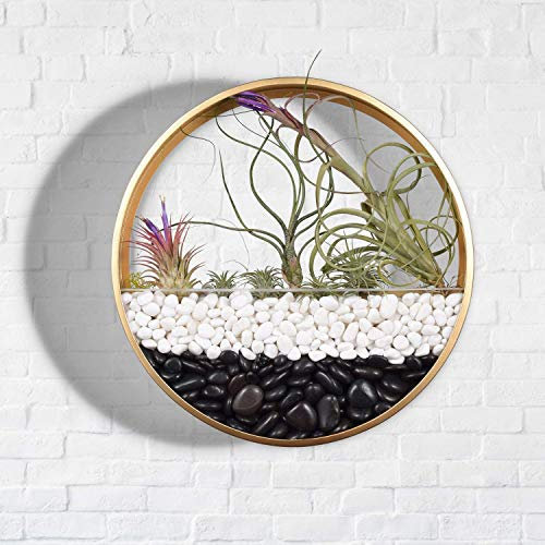 Wandvase, Wand-Pflanzgefäß, Wandmontage, Hänge-Blumentopf, Pflanzen-Halter, Moderne Wanddekoration, Kunst für Balkon, Garten, Luftpflanzen, getrocknete Blumen, Sukkulenten (Gold, 20 cm)