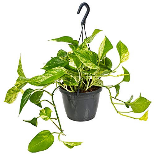 Bloomique - Scindapsus Marble Queen - Lierre du Diable - Plante suspendue - Convient également comme plante grimpante - Plante d’intérieur - Dépolluante - 20-30 cm de haut - Pot 15 cm