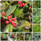10 pcs stechpalme samen - balkonpflanzen winterhart baumsamen gartenpflanzen indoor garten stauden winterhart mehrjährig, bonsai baum pflanzensamen zimmerpflanzen, garten geschenke