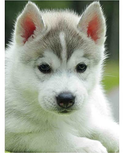VNTEN Stickpackungen mit Stempel „Siberian Husky“, 11 ct, DIY-Stickerei-Set, Handarbeit, Basteln, einfache Kreuzstichmuster mit Tiermotiv, 30 x 40 cm