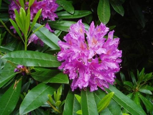 10 rododendro carolinianum rosebay