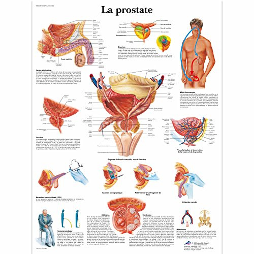 3B Scientific – Laminierte Prostata Tafel – UV- & Staubgeschütztes Anatomie & Physiologie Poster für Studium, Lehre & Kliniken
