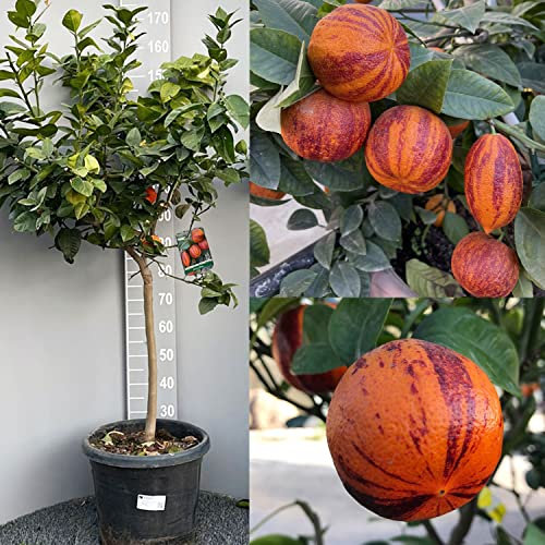 SAVINI VIVAI Zitronenpflanze, Zitrusbaum Lemon Arcobal im 35 cm Topf, Höhe 150-180 cm, 6-7 Jahre Veredelung, hergestellt in Italien